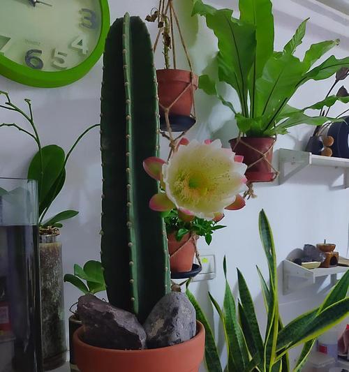 龙骨开花吗？开什么样的花？
