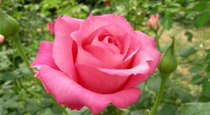 粉色月季花代表什么？粉色月季花的花语有哪些含义？