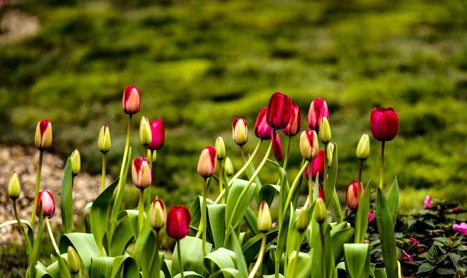 粉郁金香花语是什么？如何正确表达爱意？