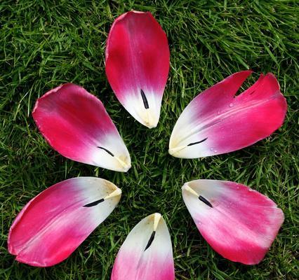 粉郁金香花语是什么？如何正确表达爱意？