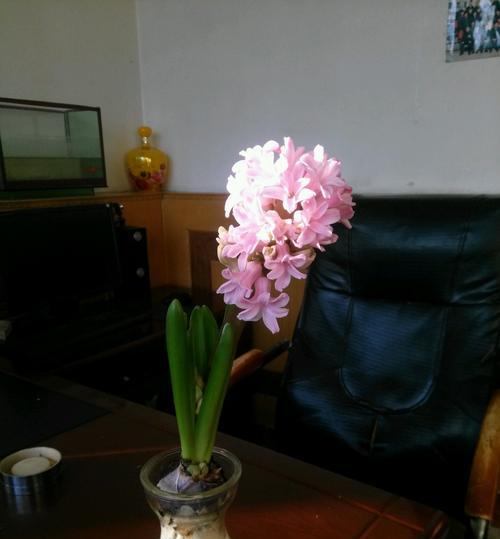 风信子的花语是什么？背后有哪些美丽的故事？