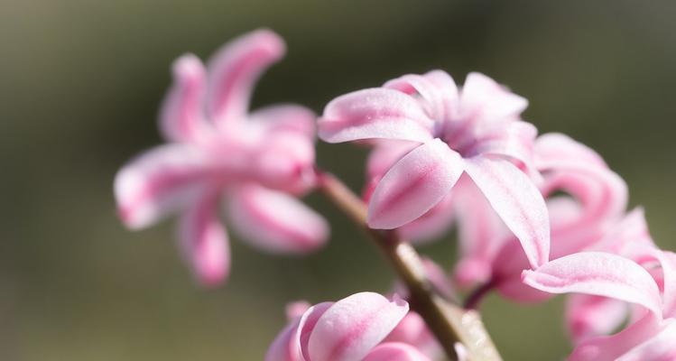 风信子粉色花语是什么？如何正确解读粉色风信子的含义？