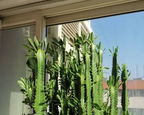 龙骨植物需要多少阳光？如何正确养护？