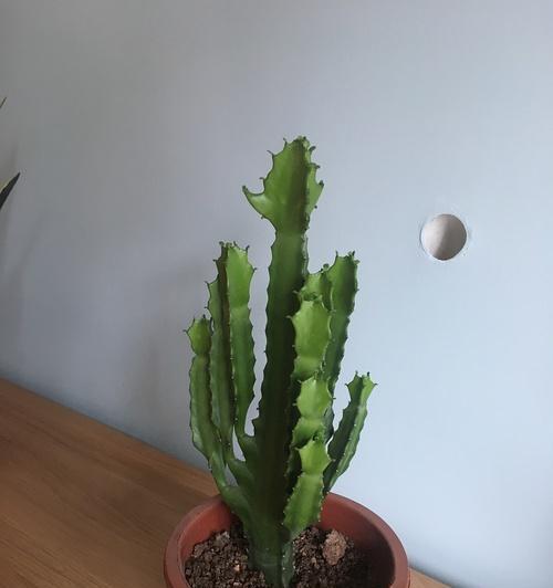 龙骨植物喜阴还是喜阳？如何正确养护？