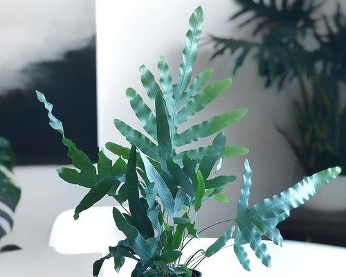 龙骨植物喜阴还是喜阳？如何正确养护？