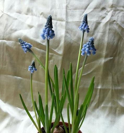 风信子花语是什么？子花特性有哪些？