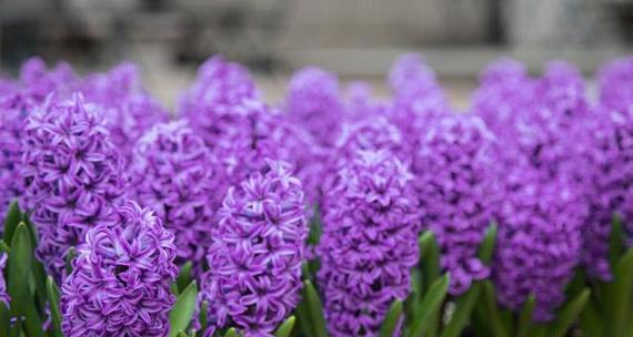 风信子花语是什么？子花特性有哪些？