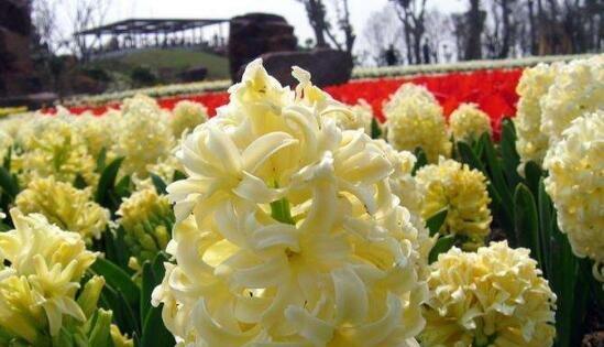 风信子花语是什么？子花特性有哪些？