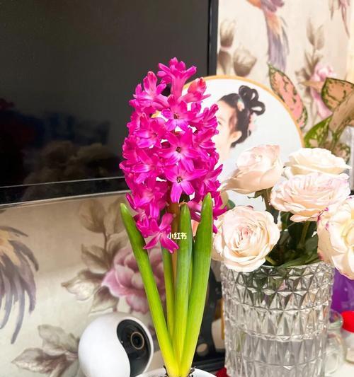 风信子开花代表什么？风信子寓意详解及常见问题解答？