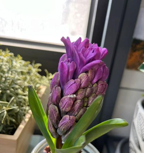 风信子开花代表什么？风信子寓意详解及常见问题解答？