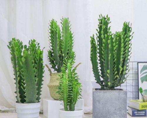龙骨用大盆还是小盆？如何选择合适的盆栽容器？