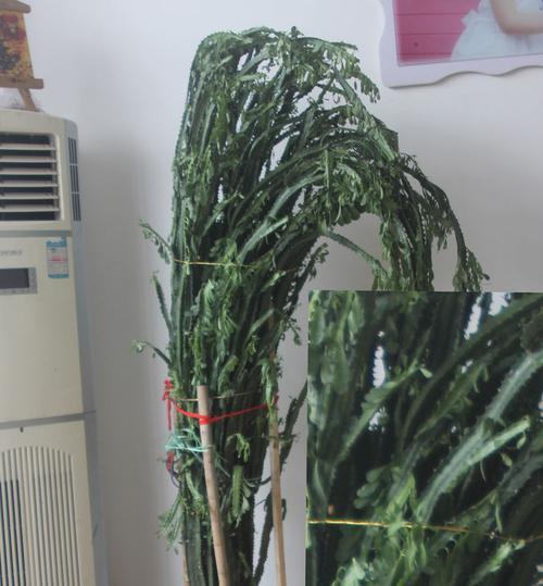 龙骨用大盆还是小盆？如何选择合适的盆栽容器？