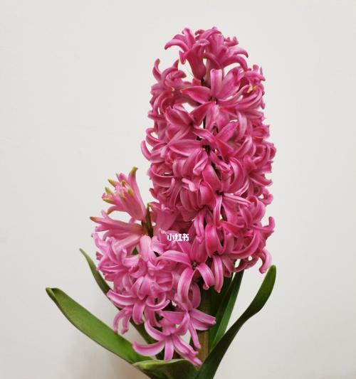 风信子颜色的代表什么意思？不同颜色风信子的花语有哪些？