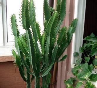 龙骨开花的秘诀是什么？如何正确养护以促进开花？