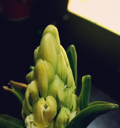 风信子的花语是什么？如何解读风信子的含义？
