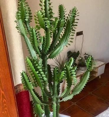 龙骨开花的秘诀是什么？如何正确养护以促进开花？