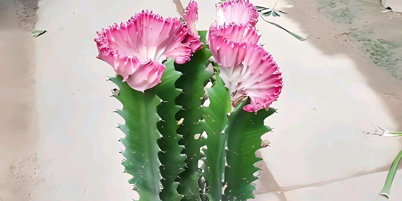 龙骨开花的秘诀是什么？如何正确养护以促进开花？