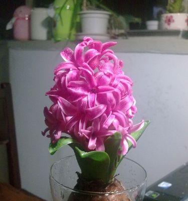 风信子的寓意是什么？如何挑选寓意吉祥的风信子？