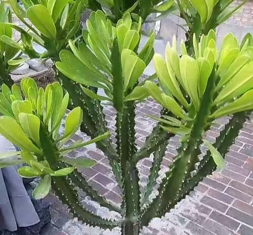 龙骨长太高了怎么办？如何修剪和控制龙骨的高度？