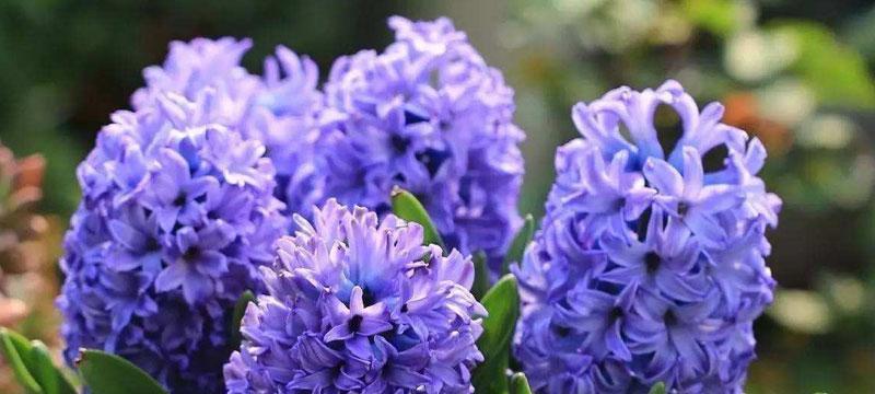 风信子的花语是什么？风信子寓意有哪些常见问题解答？