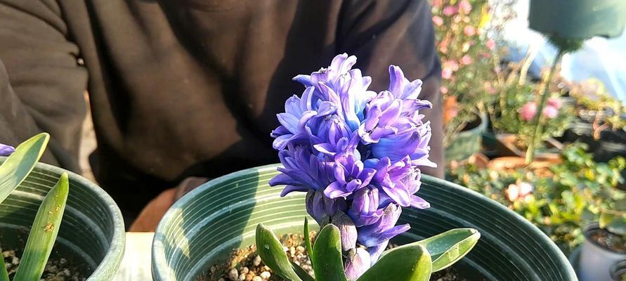 风信子的寓意是什么？如何选择风信子花语？