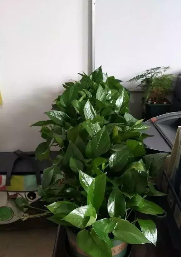 龙骨柱可以浇啤酒吗？使用啤酒浇灌植物的正确方法是什么？