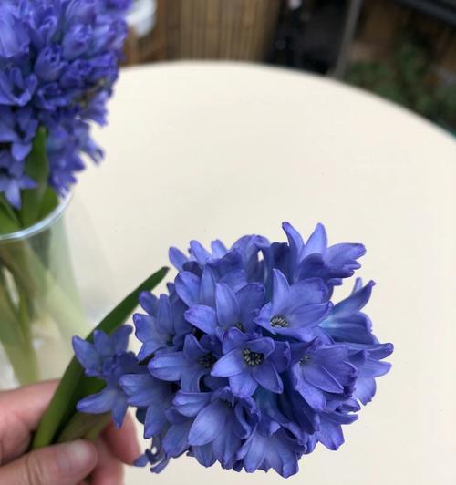 风信子的寓意是什么？如何选择风信子花语？