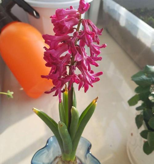 风信子的寓意是什么？如何选择风信子花语？