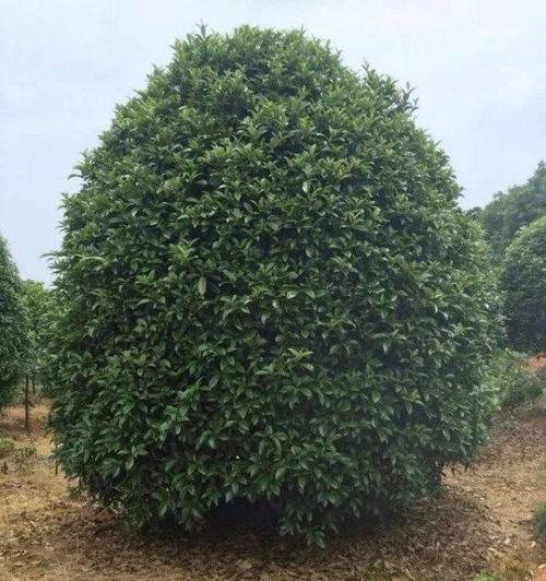 龙桂一年开几次花？如何确保其开花次数？