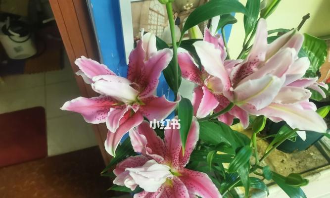 复瓣百合的花语有哪些含义？
