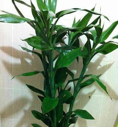 富贵竹的花语是什么？如何正确理解富贵竹的含义？