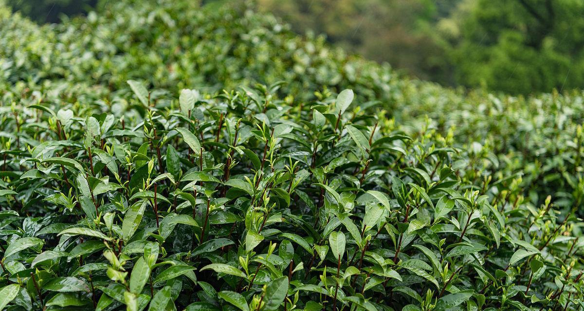 龙井茶的原产地是哪里？如何辨别真伪？