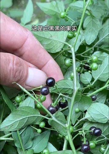 龙葵果什么时候成熟上市？如何判断最佳采摘时间？