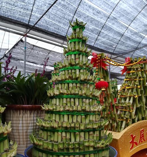 富贵竹塔几层寓意最好？如何摆放提升风水？