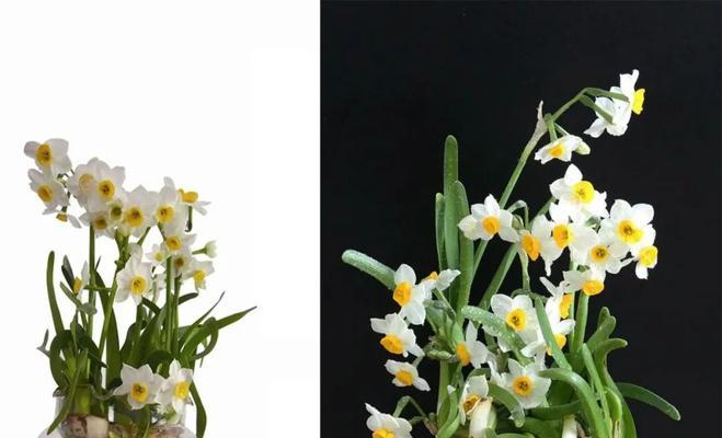 割水仙是什么意思？割水仙的含义和起源是什么？