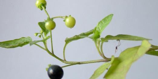 龙葵开花时间是什么时候？几点开花？