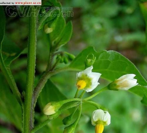 龙葵开花时间是什么时候？几点开花？