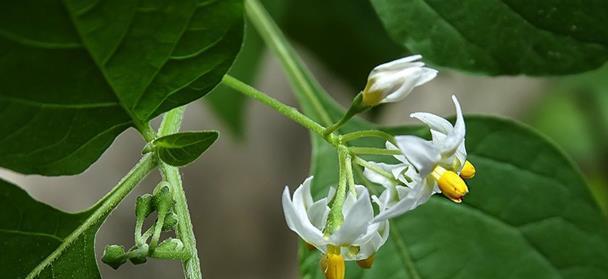 龙葵开花时间是什么时候？几点开花？