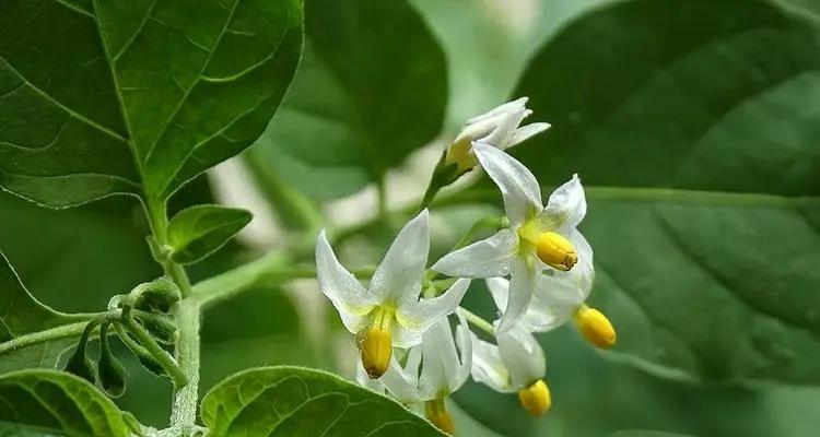 龙葵属于双子叶植物吗？它的分类特征是什么？