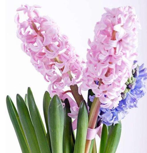 各色风信子的花语是什么？如何根据颜色选择风信子？