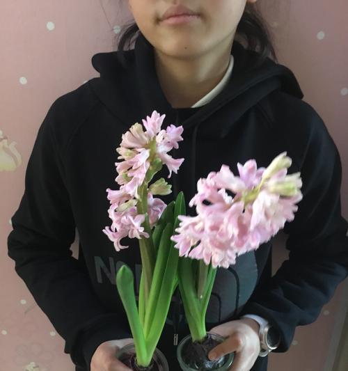 各色风信子的花语是什么？如何根据颜色选择风信子？