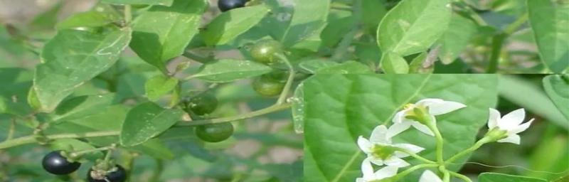 龙葵叶子有哪些神奇功效？如何正确食用龙葵叶子？