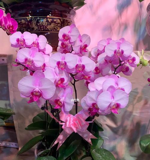 各种颜色的蝴蝶兰花语是什么？如何根据颜色选择蝴蝶兰？