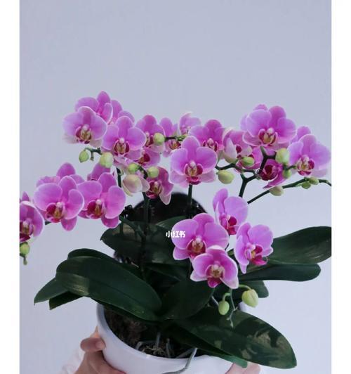 各种颜色的蝴蝶兰花语是什么？如何根据颜色选择蝴蝶兰？