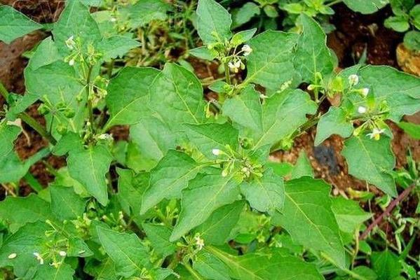 龙葵植物果实有毒吗？食用安全吗？