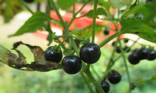 龙葵植物果实有毒吗？食用安全吗？