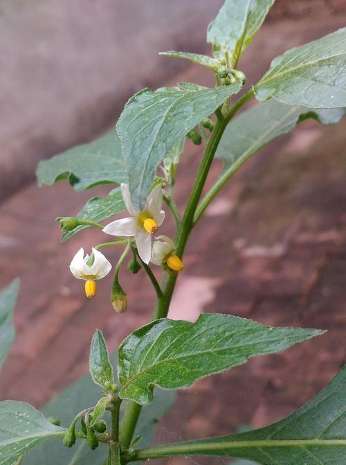 龙葵植物果实有毒吗？食用安全吗？
