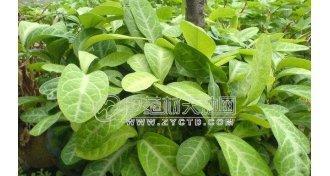 龙利叶有哪些神奇功效？如何正确食用龙利叶？