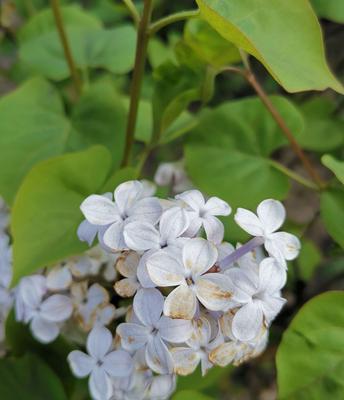 丁香花的花语是什么？如何表达爱意和友谊？