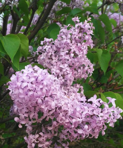 丁香花的花语是什么？如何表达爱意和友谊？